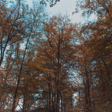 Forest - Fall