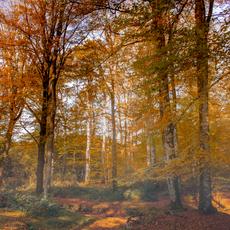Forest - Fall