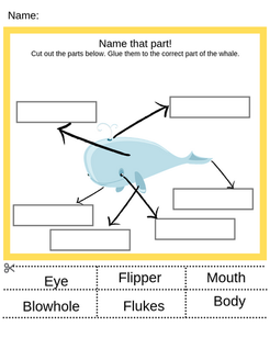 Free Kindergarten Science Worksheets / Life and Homeschooling