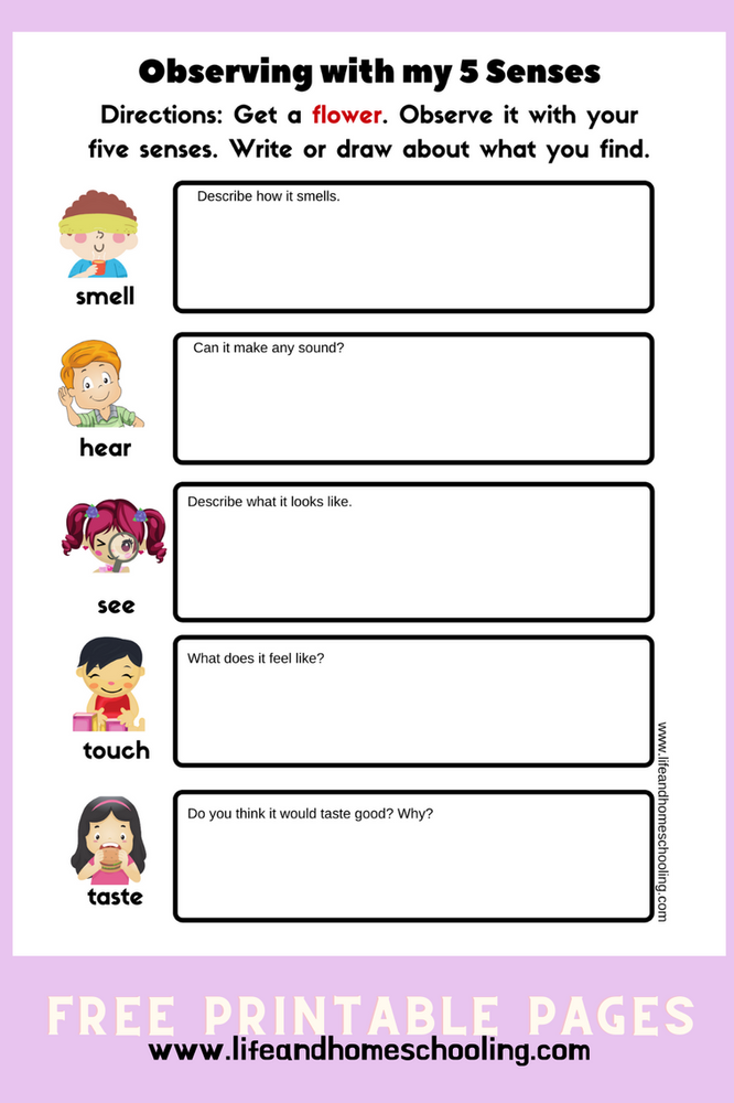 free 5 senses science printable worksheets