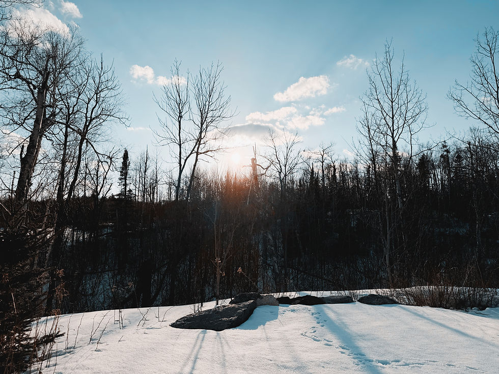 Eye-level view of snow-covered campsite surrounded by pine trees at Shipwreck Creek Campground