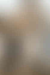 Hundefotos mit schwarzem Labrador Hund an der Ostsee Hamburg