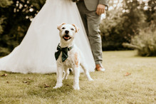 Freie Trauung mit Hund