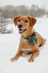 kreative Hundefotos im Schnee in Oerlinghausen