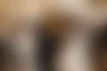 Trauung Orangerie Schloss Rheda