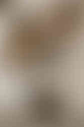 Hundefotos mit schwarzem Labrador Hund an der Ostsee Hamburg