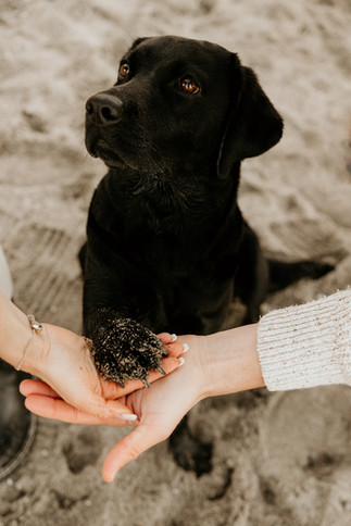 Hundefotos mit schwarzem Labrador Hund an der Ostsee Hamburg