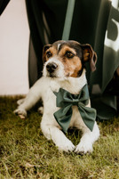 Freie Trauung mit Hund