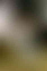 Freie Trauung mit Hund