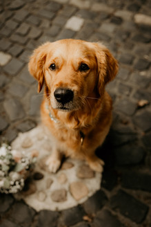 Hochzeit mit Hund Bielefeld