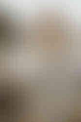 Hundefotos mit schwarzem Labrador Hund an der Ostsee Hamburg