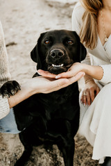 Hundefotos mit schwarzem Labrador Hund an der Ostsee Hamburg