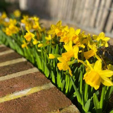 Fotos von unserem Garten 2024