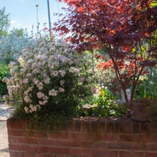 Fotos von unserem Garten 2020