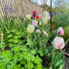 Fotos von unserem Garten 2023