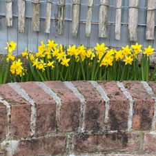 Fotos von unserem Garten 2025