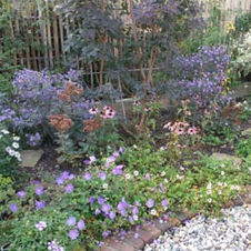 Fotos von unserem Garten 2018