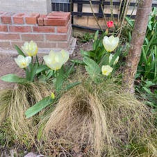 Fotos von unserem Garten 2022