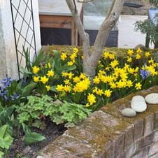 Fotos von unserem Garten 2025