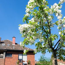 Fotos von unserem Garten 2020