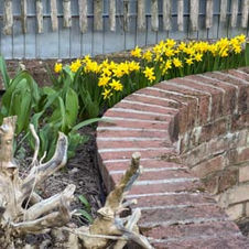 Fotos von unserem Garten 2025