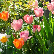 Fotos von unserem Garten 2020