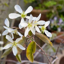 Fotos von unserem Garten 2025