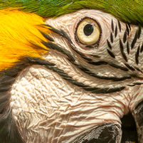 eyes 1-2.jpg