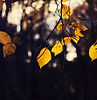 Leaves