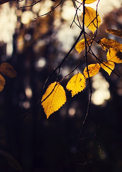 Autumn Leaves Close-up