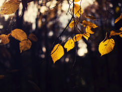 Percy Quin Blending Conference