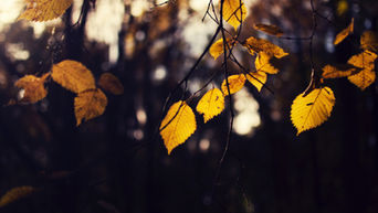 autumn ritual