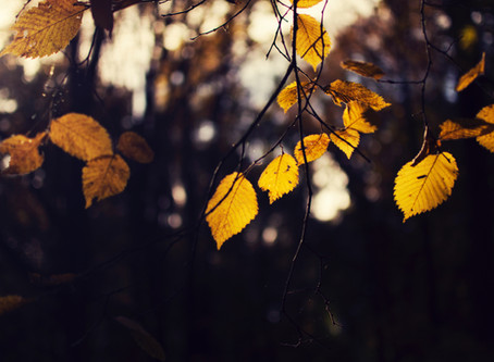 Fall Into Change
