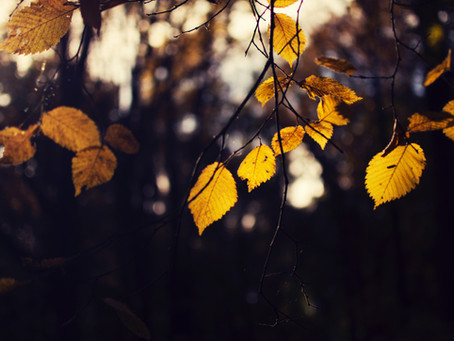 Fall Into Change