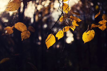 Leaves