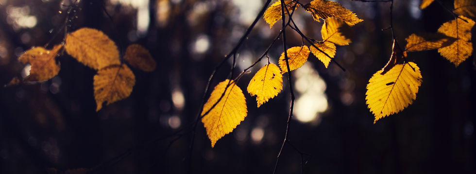 Leaves