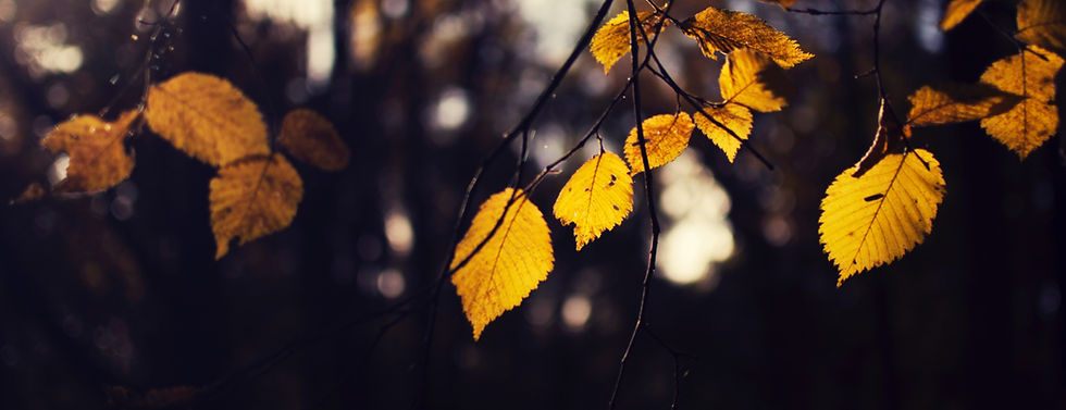 Leaves