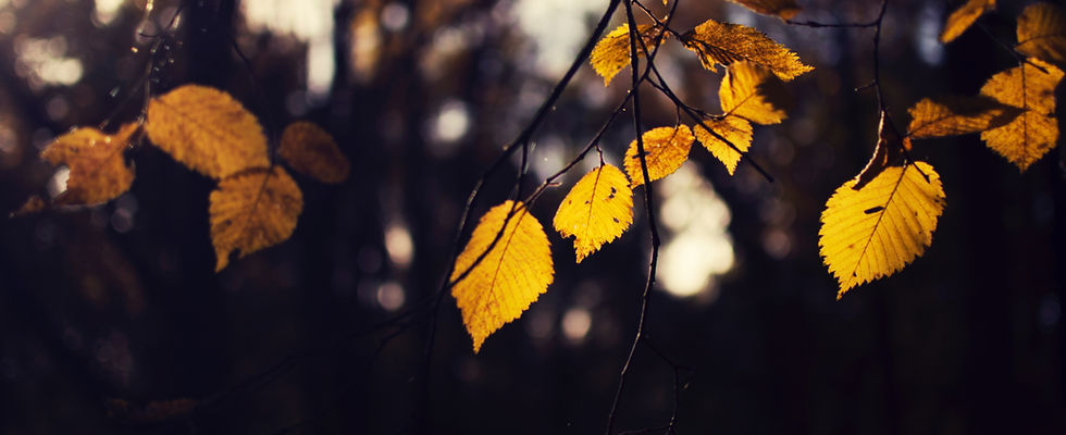 Autumn Leaves Close-up