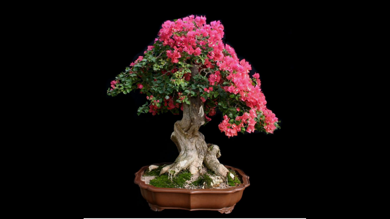 The Bonsai Man, Brisbane. Bonsai Trees, Tools, Styling,