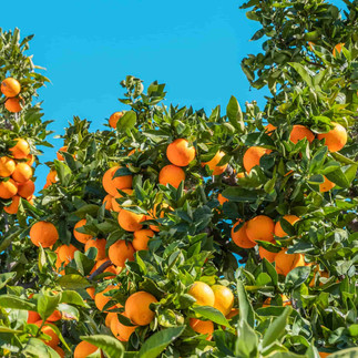 Orange grove supporting a citrus blossom honey harvest