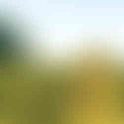Beekeeper working in a flowering field during the season when bees gather nectar