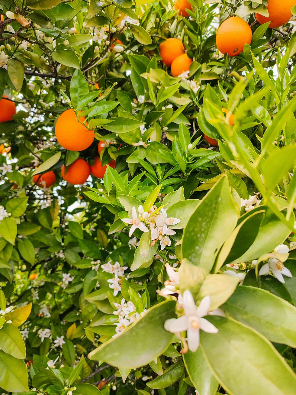 Orange blossoms and citrus fruit growing on an orange tree during the flowering season