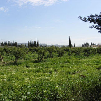 Cultivated fields across Tunisia's Cap Bon peninsula
