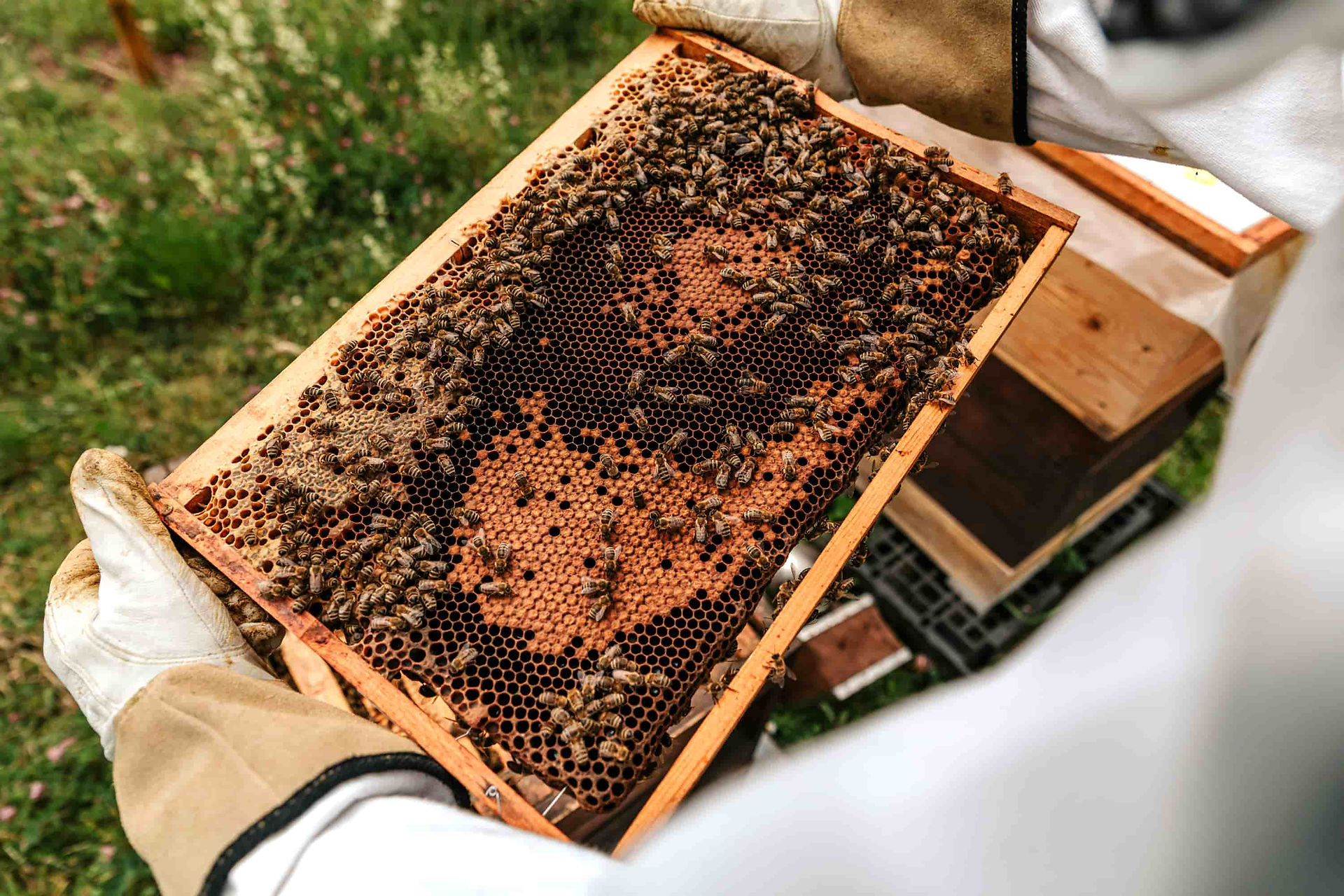 Bees covering a honeycomb frame during the honey production season