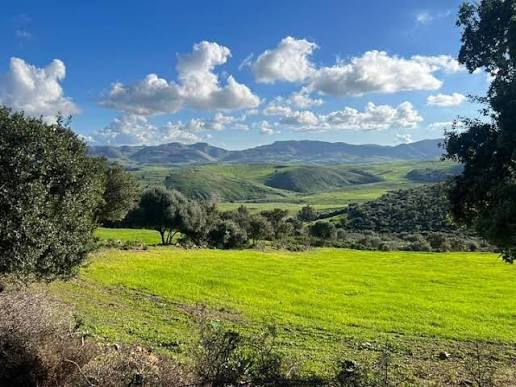 Green fields, olive trees, and hills in the landscape surrounding Sejnane.