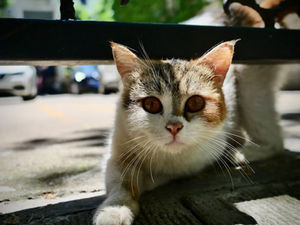 Close-up of a cat with amber eyes looking through a terrace fence in Tunisia, symbol of the local “cat tax” ritual.