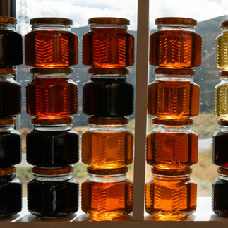 Jars of honey in varying shades, illustrating the diversity of honey harvests and flavors