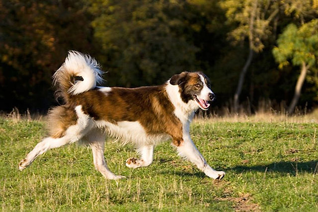 Atlas Dog moving confidently across open grassland without direct supervision.