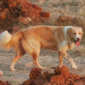 Atlas Dog moving through rugged terrain typical of its traditional working environment.