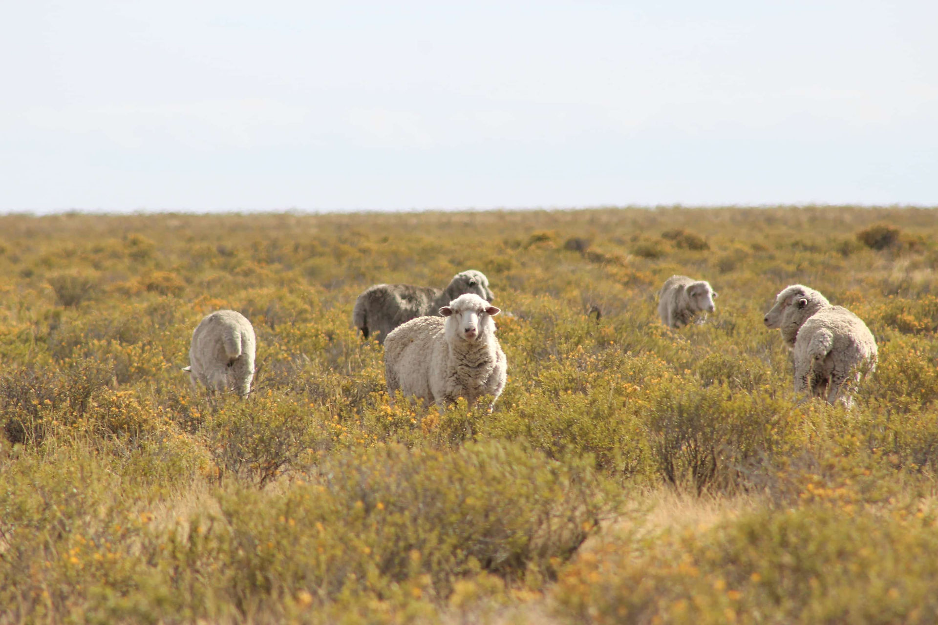 Sheep grazing across open scrubland and pasture in a large rural landscape.